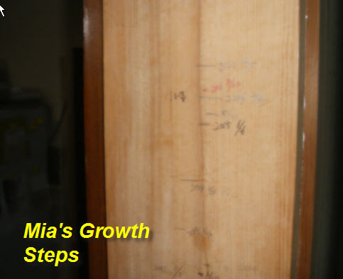 mia-growth-steps-kitchen-kami-igata-until-2006-1.jpg