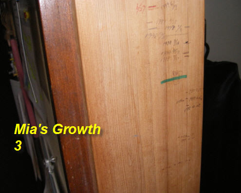 mia-growth-steps-kitchen-kami-igata-until-2006-3.jpg