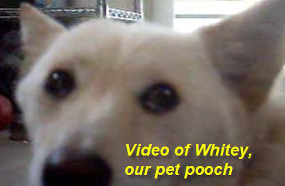 whitey-pet-pooch.jpg